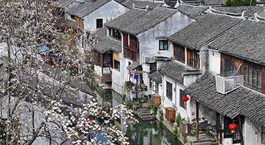 江蘇昆山：周莊古鎮(zhèn)玉蘭綻放