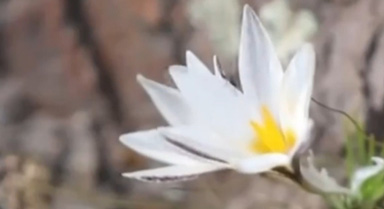 新疆：花開春來(lái) “頂冰花”綻放