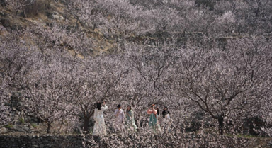 山東新泰：花開引客來