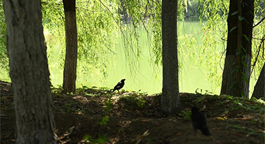 西安：放飛野生鳥(niǎo)類回歸自然